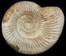 Perisphinctes Ammonite - Jurassic #46914-1